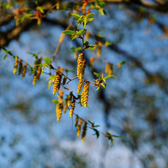 Yellow flowering earrings