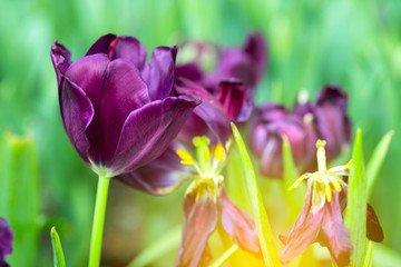 Violet tulips flower blooming blossom with sunshine morning in the botanic garden.
