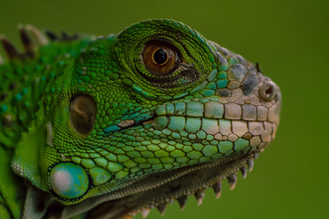 Close up shots, Beautiful nature scene iguana. (Iguana Iguana) Showing of eyes and face detail. Iguana in the nature habitat using as a background or wallpaper.