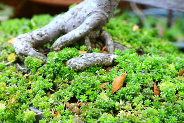 盆栽の苔