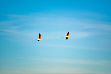 Flamingo couple in flight on the blue sky background. Salt lake, Cyprus, Larnaca.