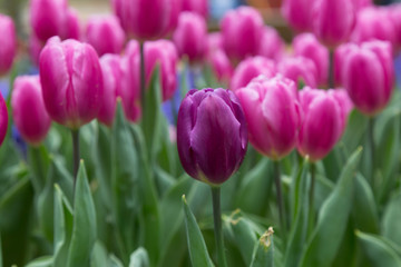 Pink and yellow tulip in the red tulips from Emirgan - Turkey. 