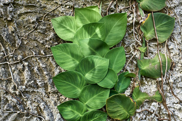 Closeup photo of colorful lianas on shabby wall