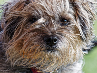 Border Terrier Face