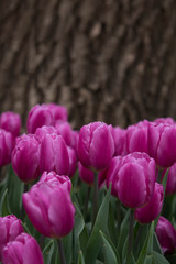 Obraz premium Pink and yellow tulip in the red tulips from Emirgan - Turkey. 