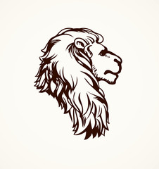 Lion. Vector drawing