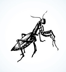 Mantis. Vector drawing