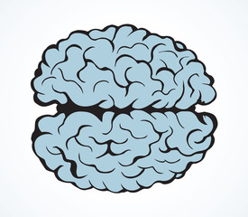 Brain. Vector drawing