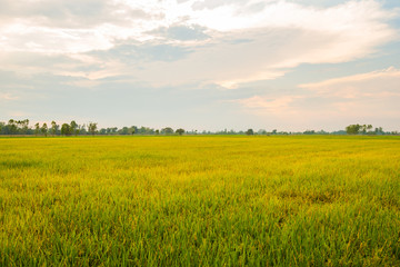 Obraz na płótnie Canvas Thailand is an agricultural country.