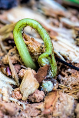 Young plant