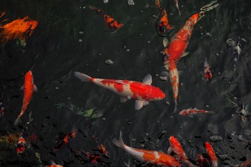 Koi fish are various colors of fish that are expensive.