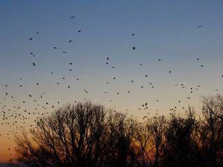 birds in the sky