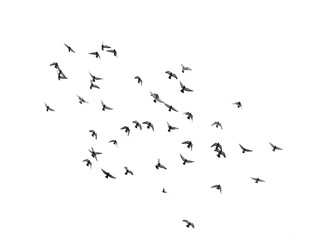 A flock of flying birds in the sky