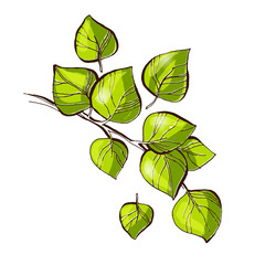 Birch tree green branch with leafs vector illustration, hand drawn line art, green leafs doodle