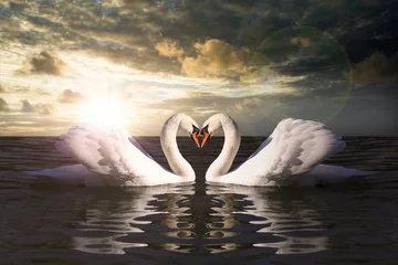Gordijnen love swans while curling © Biewer_Jürgen