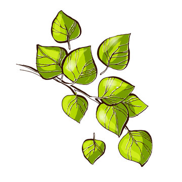 Birch tree green branch with leafs vector illustration, hand drawn line art, green leafs doodle