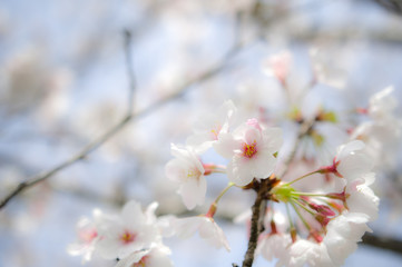 桜