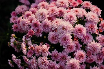 pink flowers in the garden