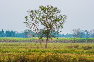 Fototapeta premium Thailand is an agricultural country.7