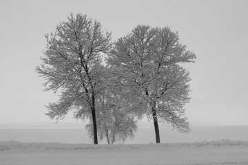 trees in snow at water front 