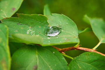 Dew on plant leaves