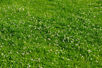 white clover wild meadow flowers in field. Nature vintage summer spring photo background