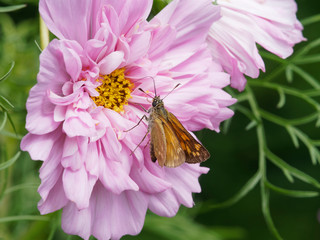 Ochlodes sylvanus - Le petit papillon la sylvaine vu du dessus des ailes posée sur une fleur