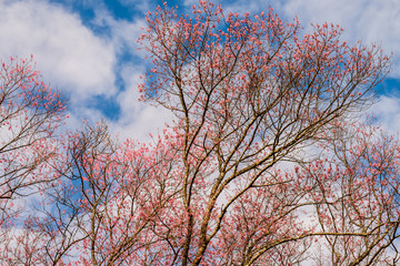 Day of seasonal flowers in full bloom.17