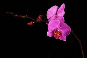 Orchids flowers on banch on black background.