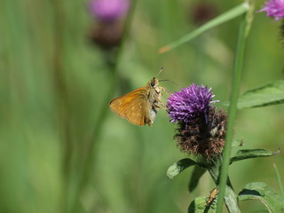 Ochlodes sylvanus - Gros plan sur le petit papillon la sylvaine vu du revers des ailes posée sur...