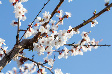 Branches of apricot tree in the period of spring flowering.