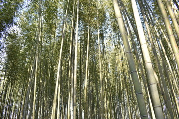 嵐山の竹林(Arashiyama bamboo grove)