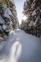 Skiweg im Wald mit Sonne im Winter