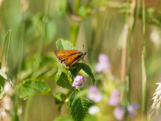 Ochlodes sylvanus - Le petit papillon la sylvaine vu du dessus des ailes posée sur une fleur