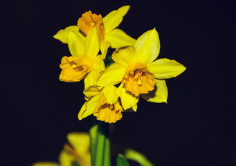 Fototapeta premium yellow narcissus flowers