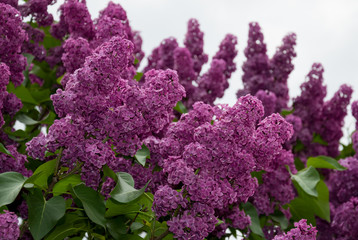 lilac blooming warm spring day