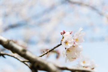 桜