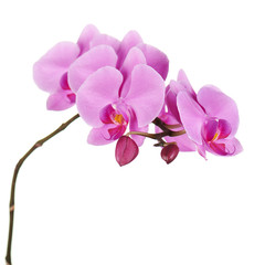 Orchids flowers on banch isolated.