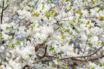 Cherry tree in the period of flowering in the springtime.