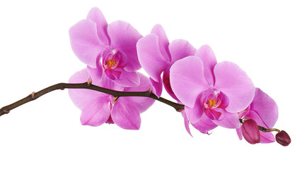 Naklejka na ściany i meble Orchids flowers on banch isolated.