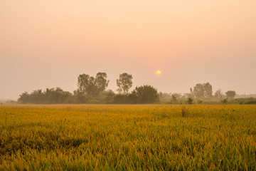 Thailand is an agricultural country.20