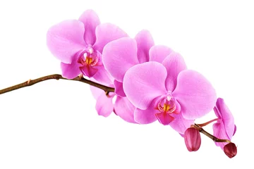 Fotobehang Orchideeënbloemen op geïsoleerde banch. © ulzanna