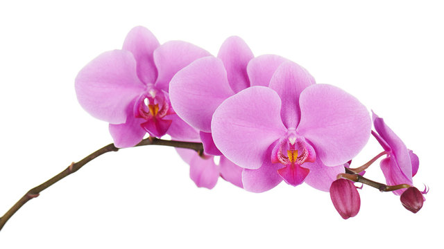 Orchids flowers on banch isolated.