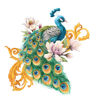 Watercolor peacock illustration
