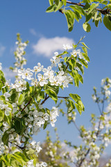 Branch of pear tree in the period of spring flowering with blue sky on the background.