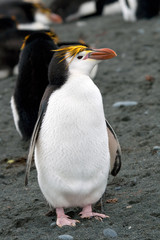 Macaroni penguin(s) on a remote Australian sub-antarctic island