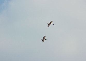 하늘을 날으는 백로