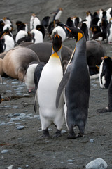 Obraz premium Macaroni penguin(s) on a remote Australian sub-antarctic island