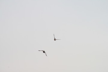 Vögel im Flug