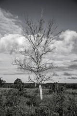 black and white photo old dry tree